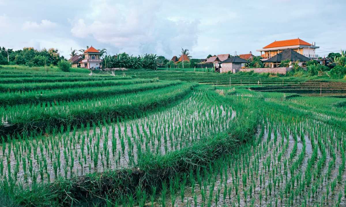 Agricultural Land
